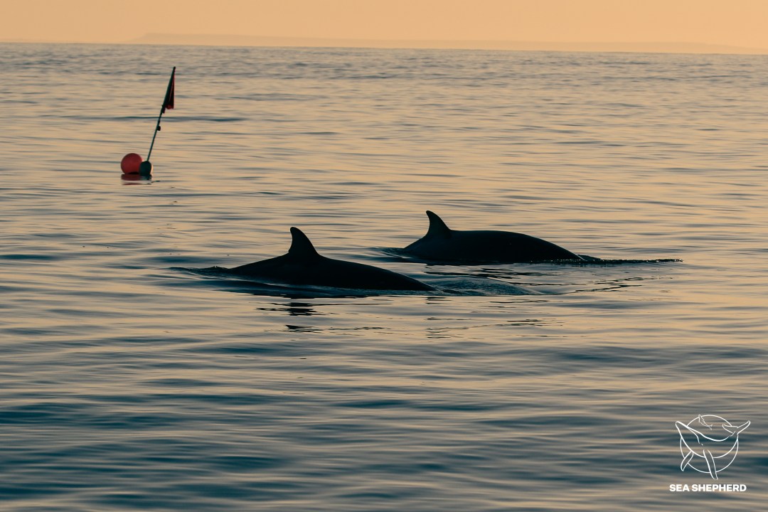 Eine wahrscheinlich neue Schnabelwalart. Foto: Simon Ager / Sea Shepherd